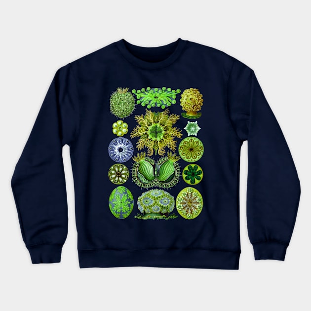 Ernst Haeckel Ascidiae Sea Squirts Green Crewneck Sweatshirt by Scientistudio